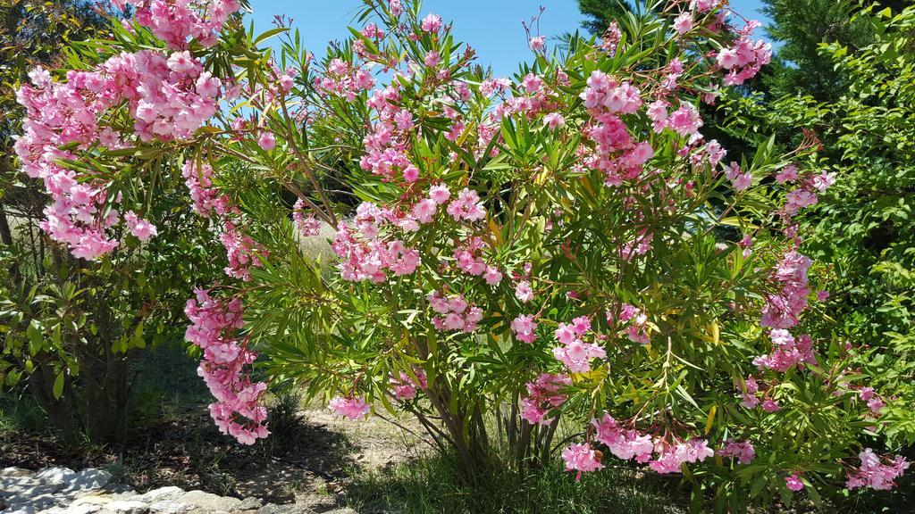 Lamanderie En Provence Bed & Breakfast Alleins Стая снимка